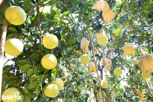 The specialty fruit can be kept… for half a year, collecting a crop with several a few hundred million dollars