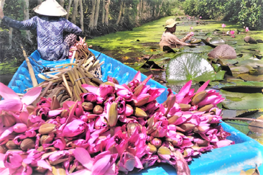 Digging ditches in the garden to grow water lily crops to make vegetables, farmers live well