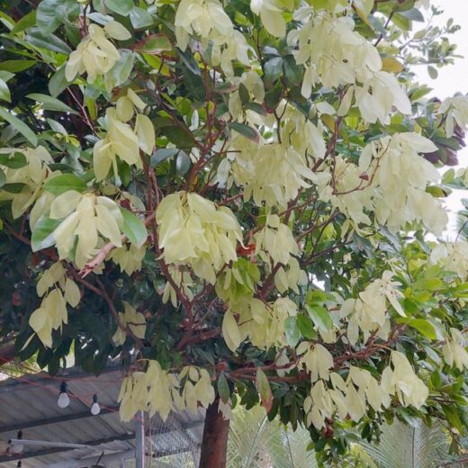 The kind of tree with fallen leaves that no one picks up is a specialty only in the West, priced at 4 $/kg