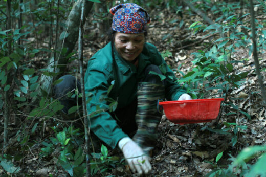 Season in the forest to collect chestnuts