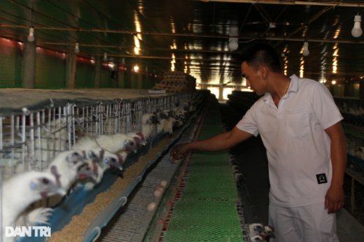 Raising chickens to sleep in the air conditioner, listening to music to lay eggs, collecting 10 million VND per day