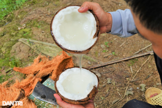 Growing “salty-loving” coconuts will produce wax, becoming a millionaire after a few years