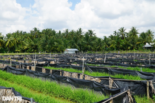 Taking care of eels like a baby, the western farmer pocketed hundreds of dollars every day