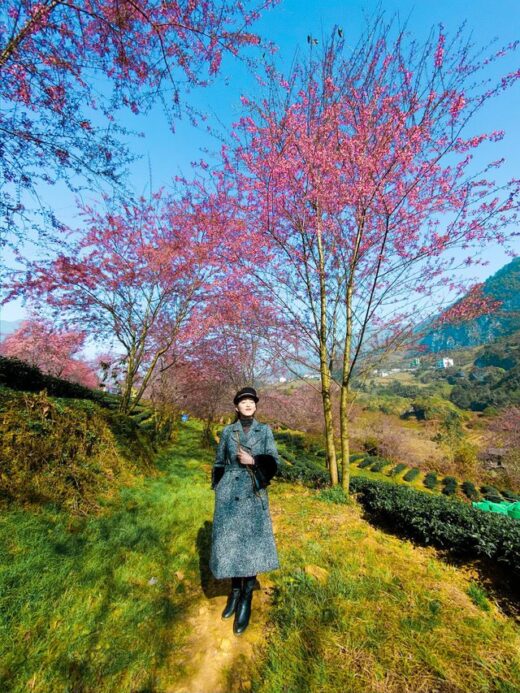 Travel to Sapa this season to admire the beautiful cherry blossoms blooming like a fairy scene