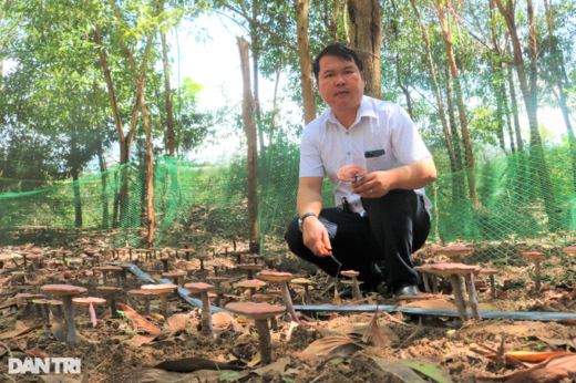 The dose of growing red reishi mushrooms under the forest canopy would have collected millions per branch