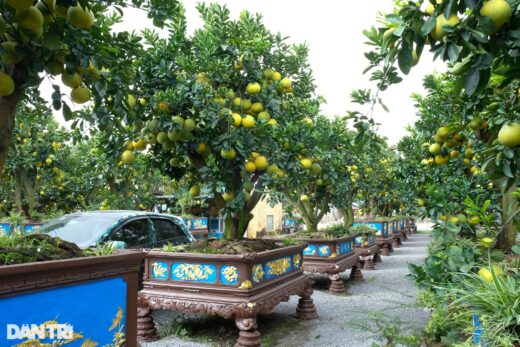 The unique ornamental pomelo tree was paid for at 3,200 USD for the Tet display