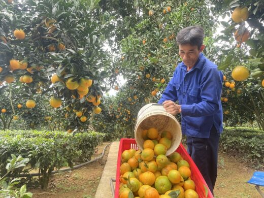 Starting a business from 2 oranges bought for his pregnant wife, the farmer collects nearly a billion dong/per year