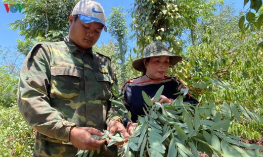 Hunting “forest shrimp” specialties of the Central Highlands for millions of dollars each day.