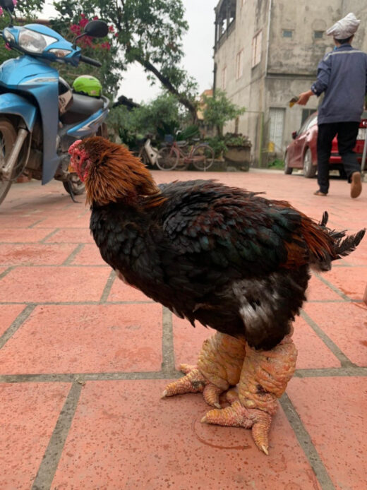 Although it costs up to tens of millions of dong, this type of chicken is always sold out during Tet because rich people buy it.