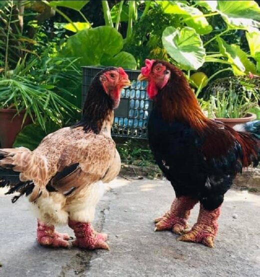 Super expensive, just the legs of this type of chicken are more than 1 million dong