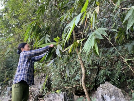Picking bamboo leaves to collect millions every day