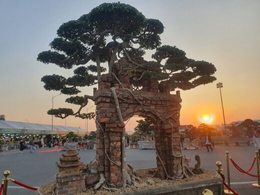 Ancient birth tree embraced the village gate, was paid 100 gold trees but the owner did not sell it