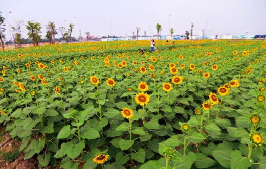 12,000 square meter sunflower garden attracts young people in Ho Chi Minh City