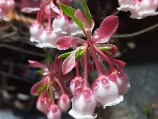 The type of “strange” peaches on the street, Vietnamese rich people spend up to 40 million to buy a branch to plug and play