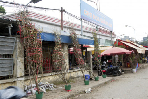 Only selling flowers every New Year at the gate of Quang Ba flower market, a man from Bac Giang collects hundreds of millions of dong/per year