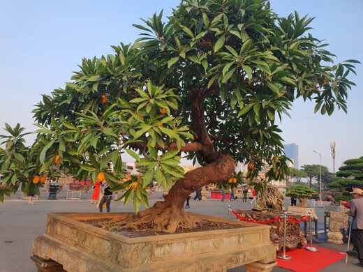 Suddenly a chicken egg tree was “screamed” by the owner for more than half a billion dong in Hanoi