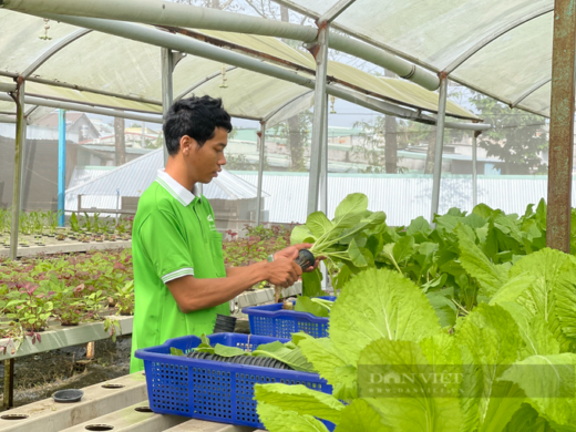 Only grows vegetables but the “street farmer” who earns 150 million dong/month.