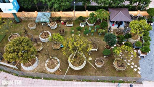 Many ancient apricot trees over 100 years old have been introduced. These tomorrow apricot trees promise to be a huge source of income for gardeners