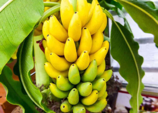 Cheap fruit, dried into a famous specialty of a region, sold as a popular Tet gift