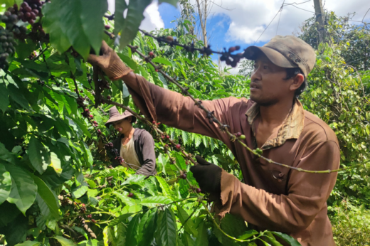 The whole family, the whole village eats the mountains and sleeps in the fields for a month, picking coffee to earn Tet