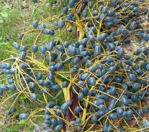 The forest fruit that used to be eaten to fight hunger is now a specialty that sisters compete to buy