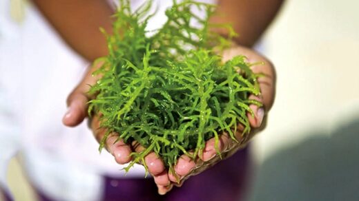 Considered “ocean’s nest”, this type of seaweed costs up to half a million dong/kg