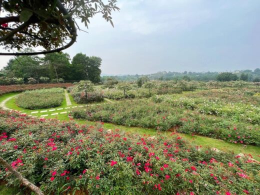 On the 3rd day of Tet, visit a woman’s 6,000 square meters rose garden in Hanoi