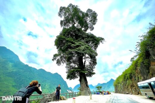 Unique “lonely tree” 250 years old, 5 people can’t hug in Ha Giang