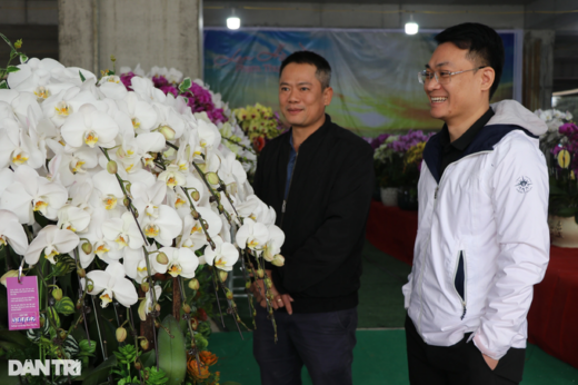 Counting branches to collect money, orchid arrangers earn 5-7 million VND per day