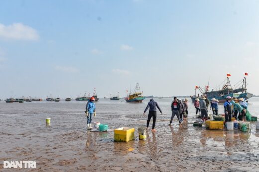 Hunting mantis shrimp at the beginning of the year, fishermen make millions every day