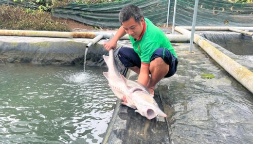 Raising big cold-water fish to collect billions makes everyone admire