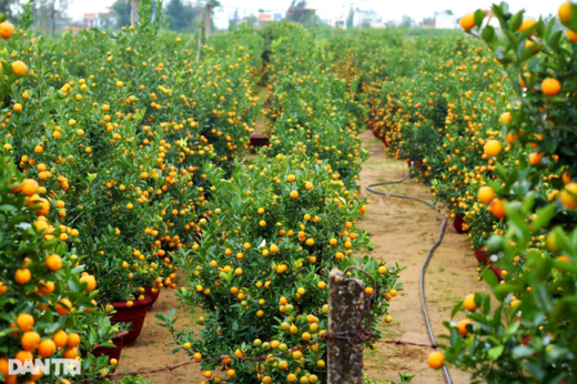 The largest kumquat granary in the Central region rushes into the Tet season