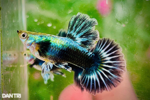 Bank staff spend 5 million to raise colorful fish, and 5 years to become a billionaire