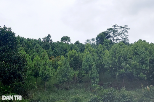 Revive the “symbolic” tree species of Phu Quy land in the 90s