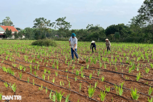 Medicinal plants that are easy to grow bring great income to farmers