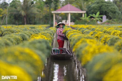 Farmers in Sa Dec flower village are busy in the field of raspberry chrysanthemums on the days leading up to Tet