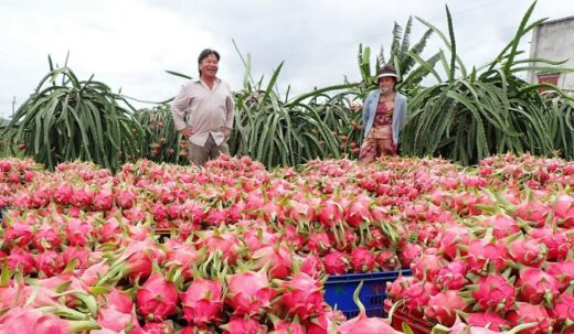 Dragon fruit farmers are happy because of the high price of the Tet crop