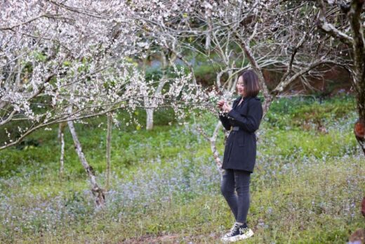 ‘Hunting’ apricot flowers in Moc Chau on the days leading up to Tet