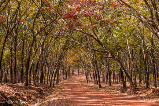 Eastern rubber forest in the season of changing leaves