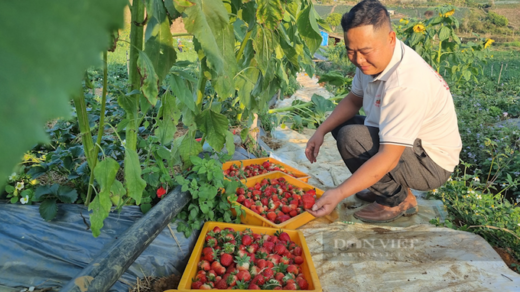 Planting the original ripe red fruit, and picking it up with fatigue every day, farmers become billionaires