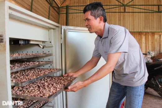 “Village director” collects billions by processing cashews and planting Bat Do bamboo
