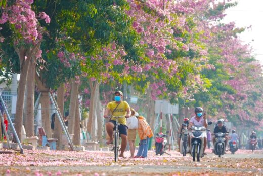 Over 70 km to check in the beautiful pink road like Korean movies in the West