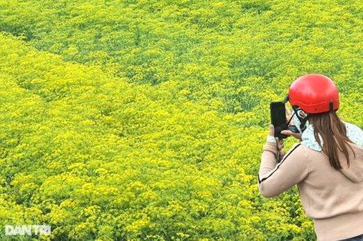 Planting bright yellow flowers for seeds in the land of Bac Lieu, a capital earns ten profits