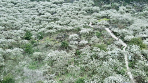 The two most beautiful plum blossom viewing spots in Moc Chau