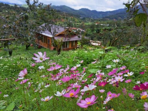 A beautiful 40m wooden house like a fairy among flowers and clouds in Lam Dong