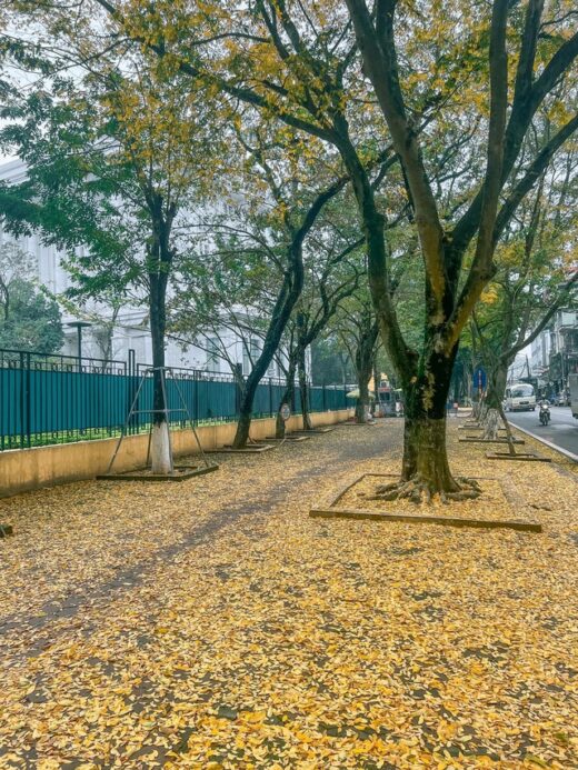 At the beginning of spring, in Hanoi, there was a place where the yellow leaves fell beautifully, causing people to rush to check-in.