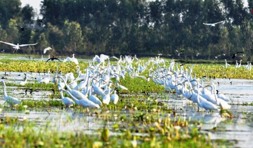 Discover the beautiful nature in Lang Sen Wetland Reserve