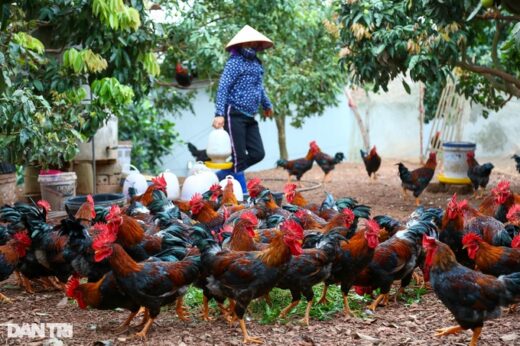 Telling each other to feed the chickens super luxury, farmers earn half a billion dong a year