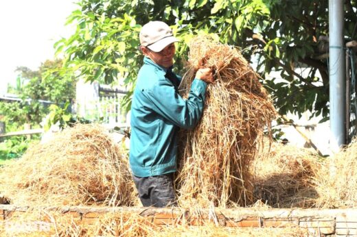 Farmers change their lives thanks to… straw