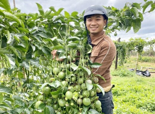 Three farmers earn billions, each planting a “super” fruit tree